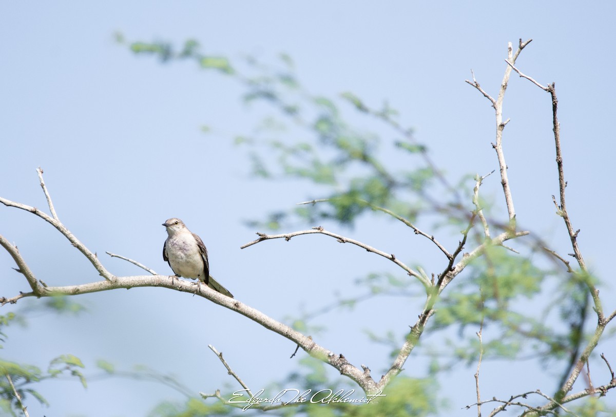 Northern Mockingbird - Elizabeth Rivera