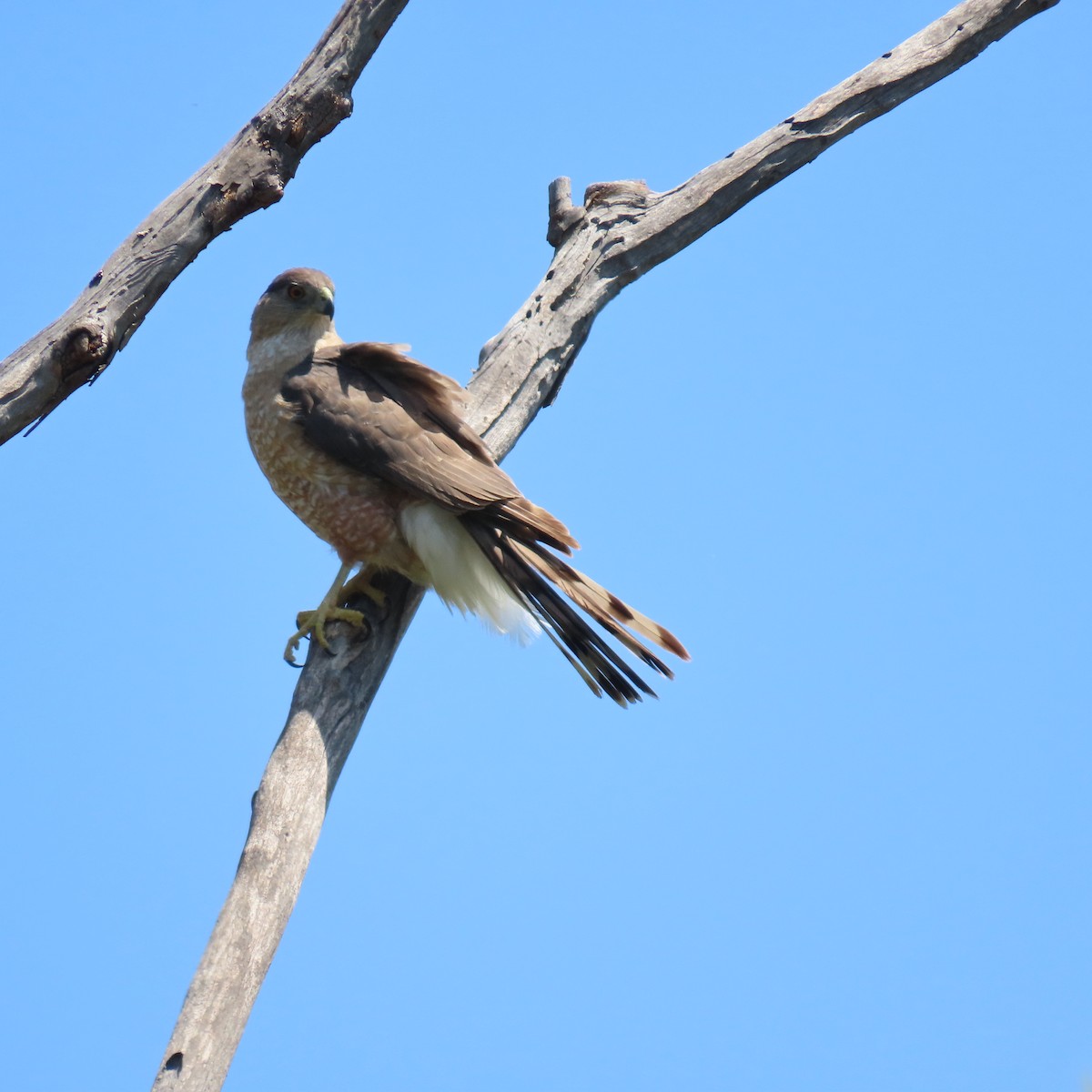 Cooper's Hawk - Brian Nothhelfer