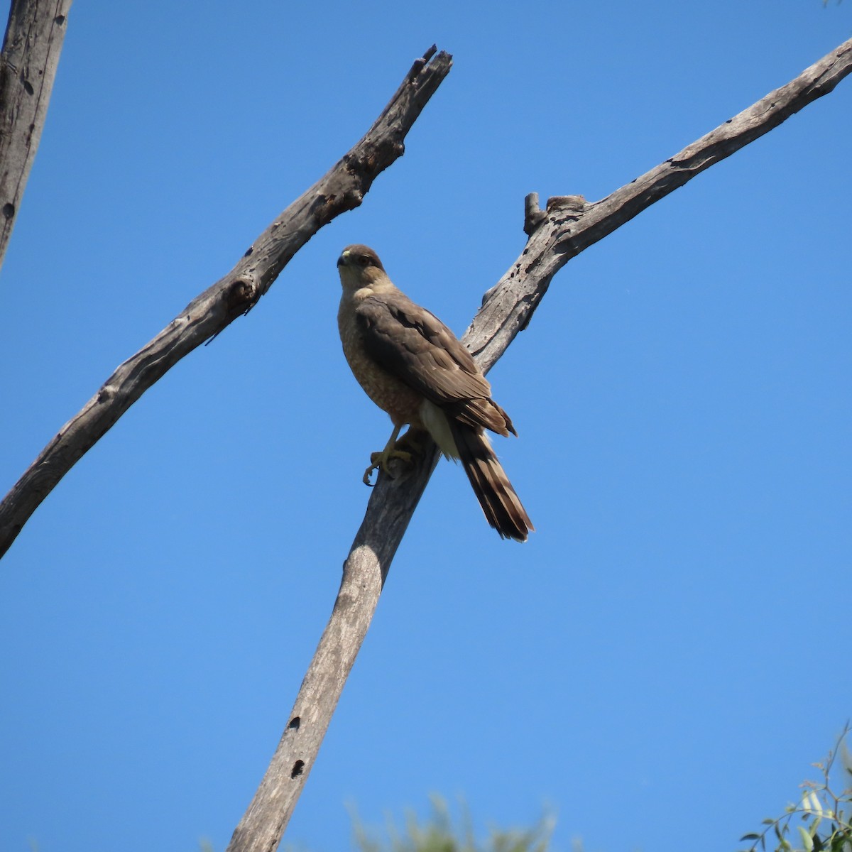 Cooper's Hawk - Brian Nothhelfer