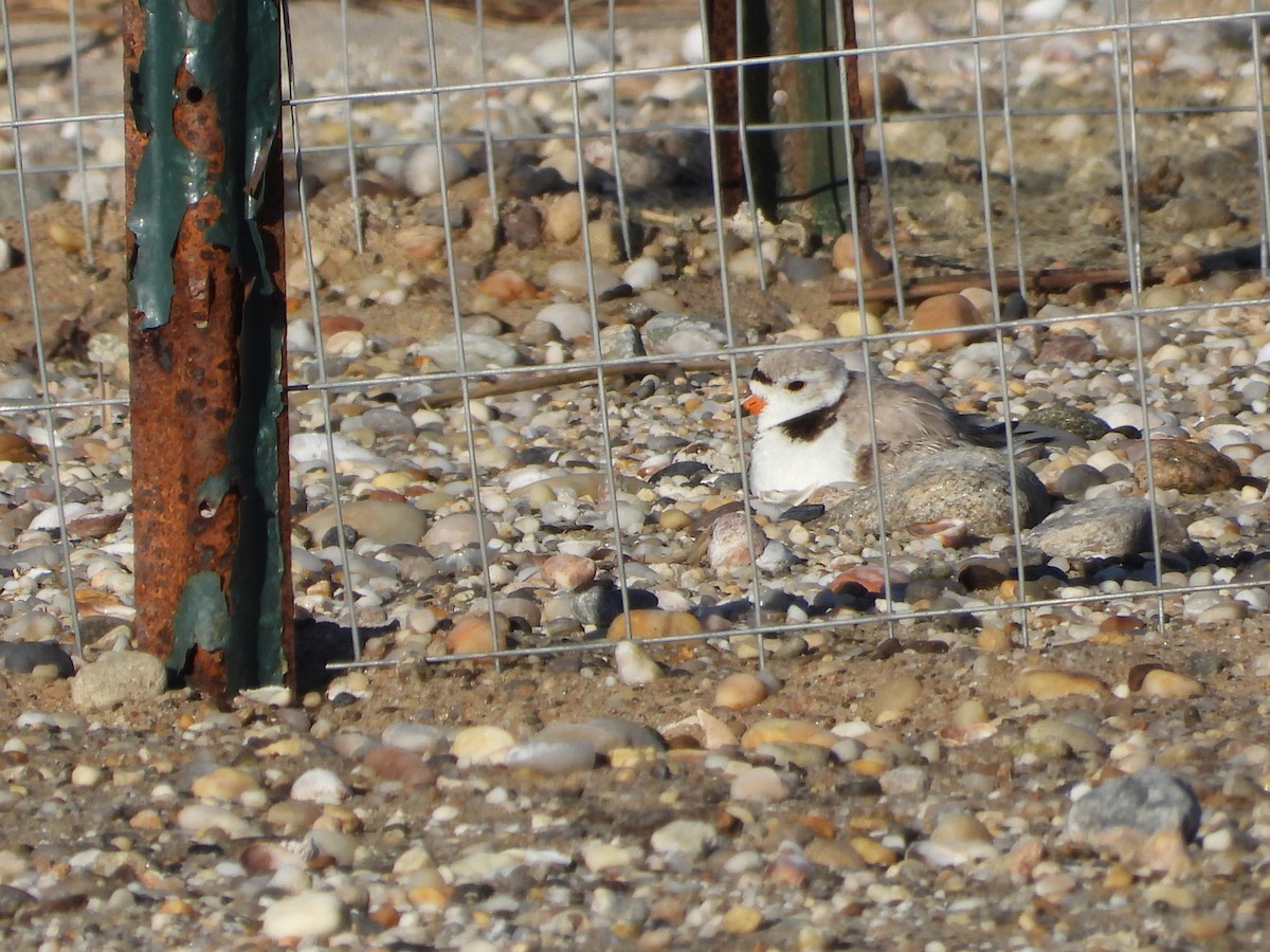 Piping Plover - ML618858644