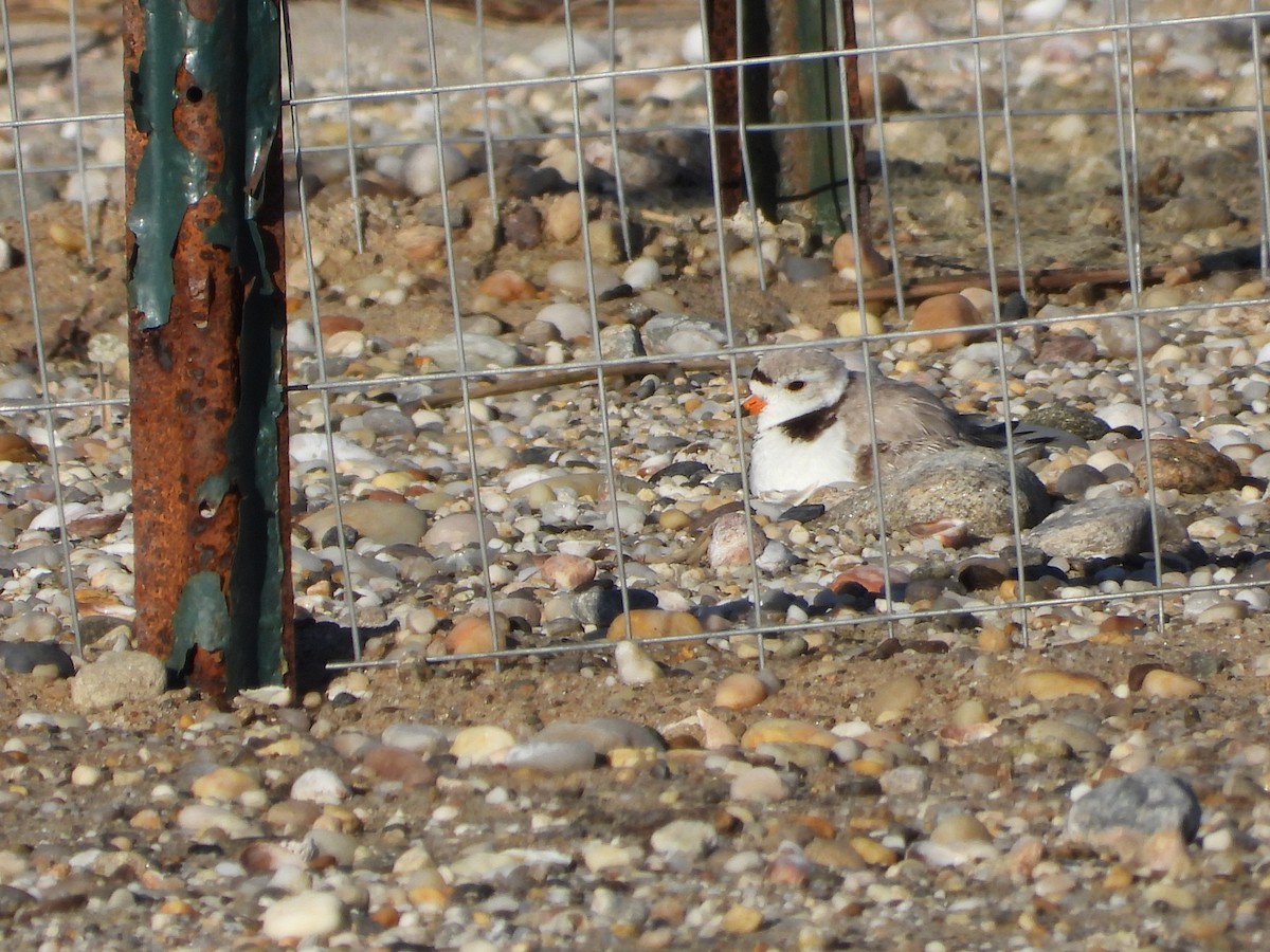 Piping Plover - Arlene Sambuco