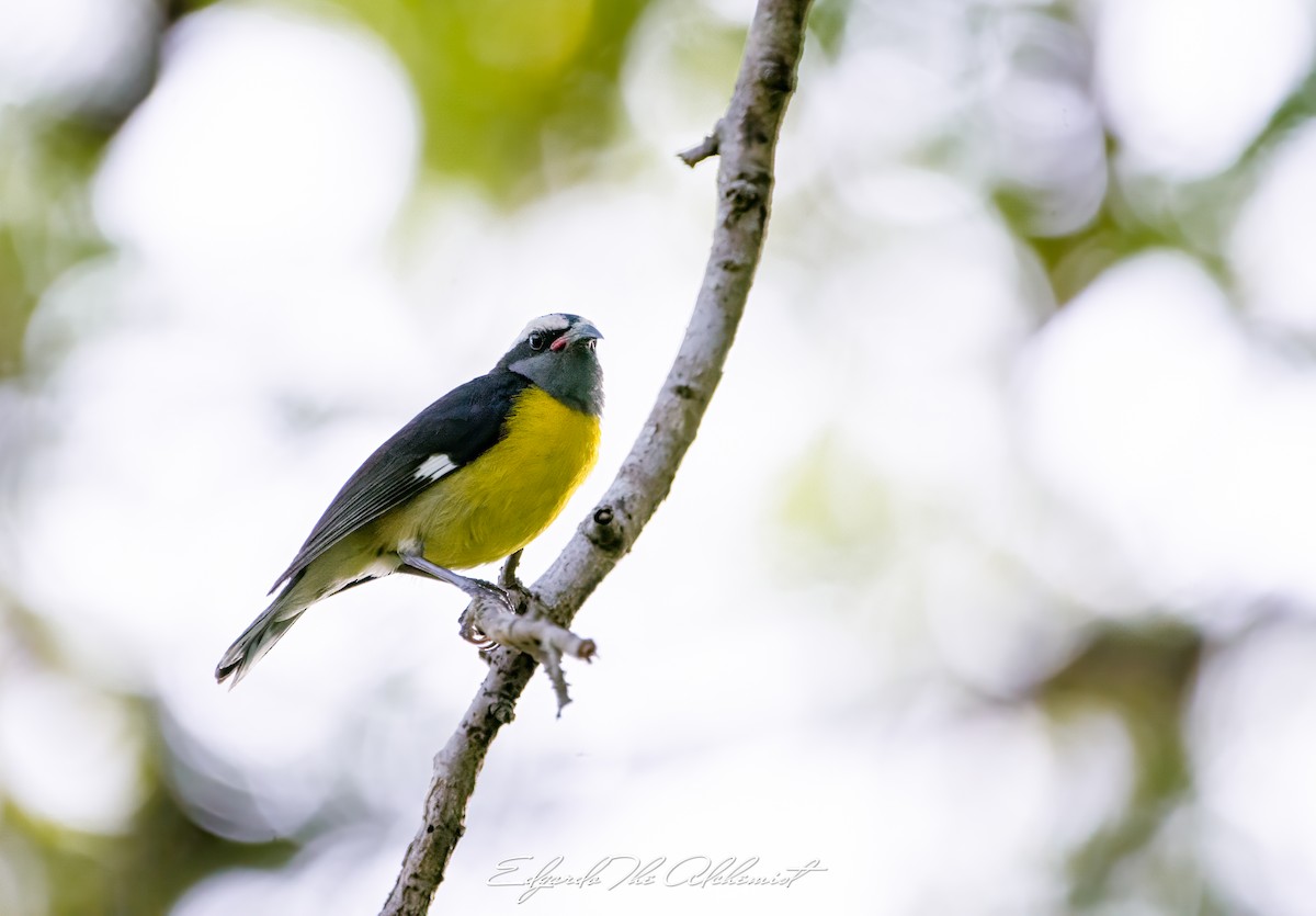 Bananaquit - ML618858651