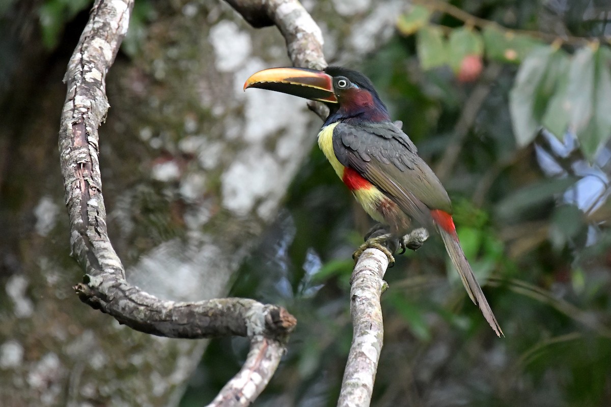 Chestnut-eared Aracari - Rudimar Cipriani