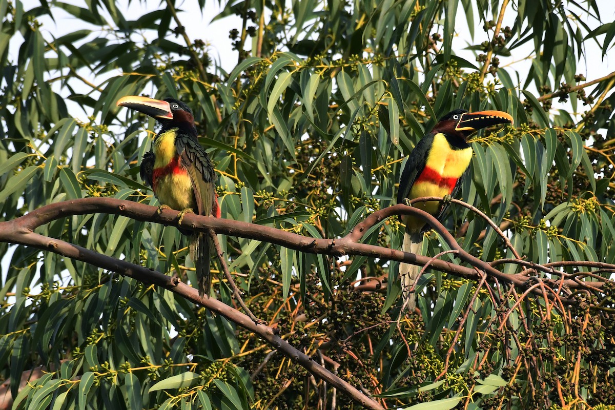 Chestnut-eared Aracari - Rudimar Cipriani