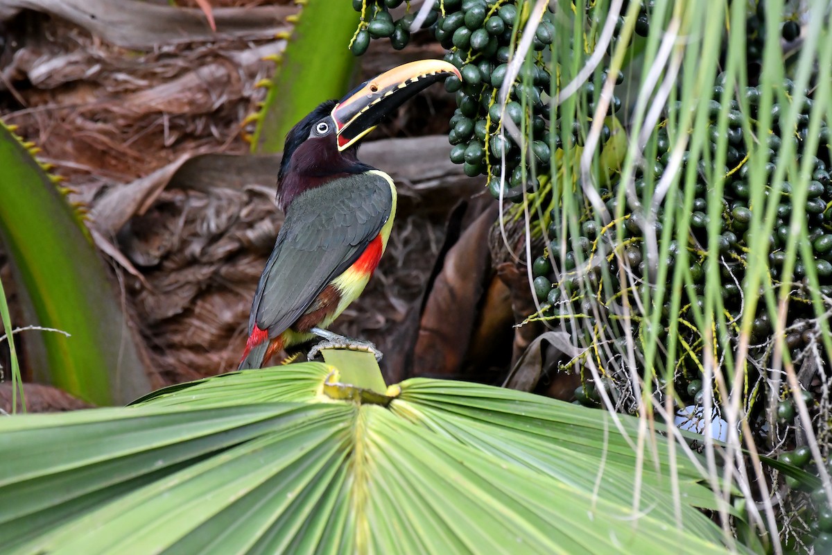 Chestnut-eared Aracari - Rudimar Cipriani