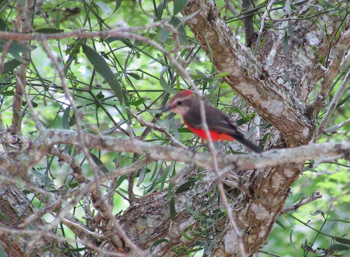 Vermilion Flycatcher - ML618858663