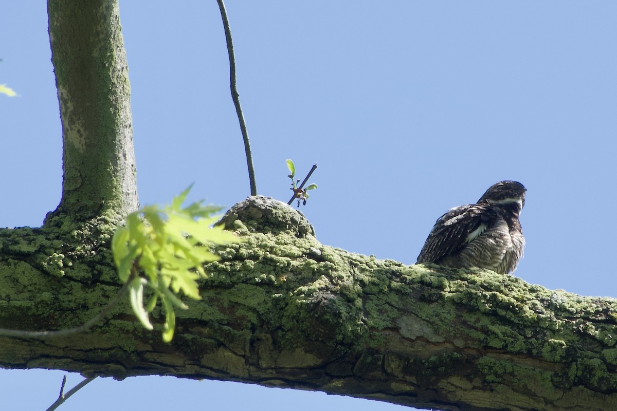 Common Nighthawk - Jerry Horak