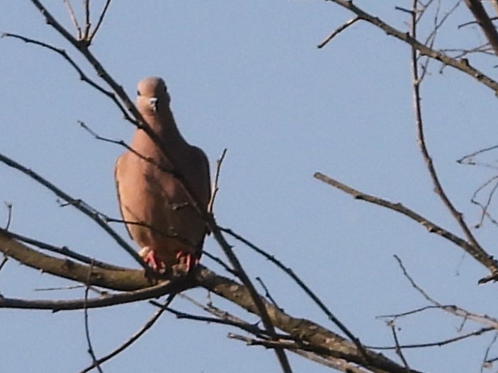 Eared Dove - Aldo Cruz