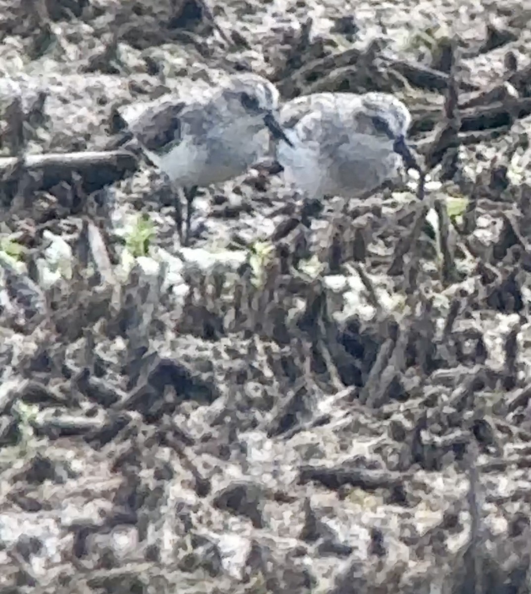 Least Sandpiper - Soule Mary