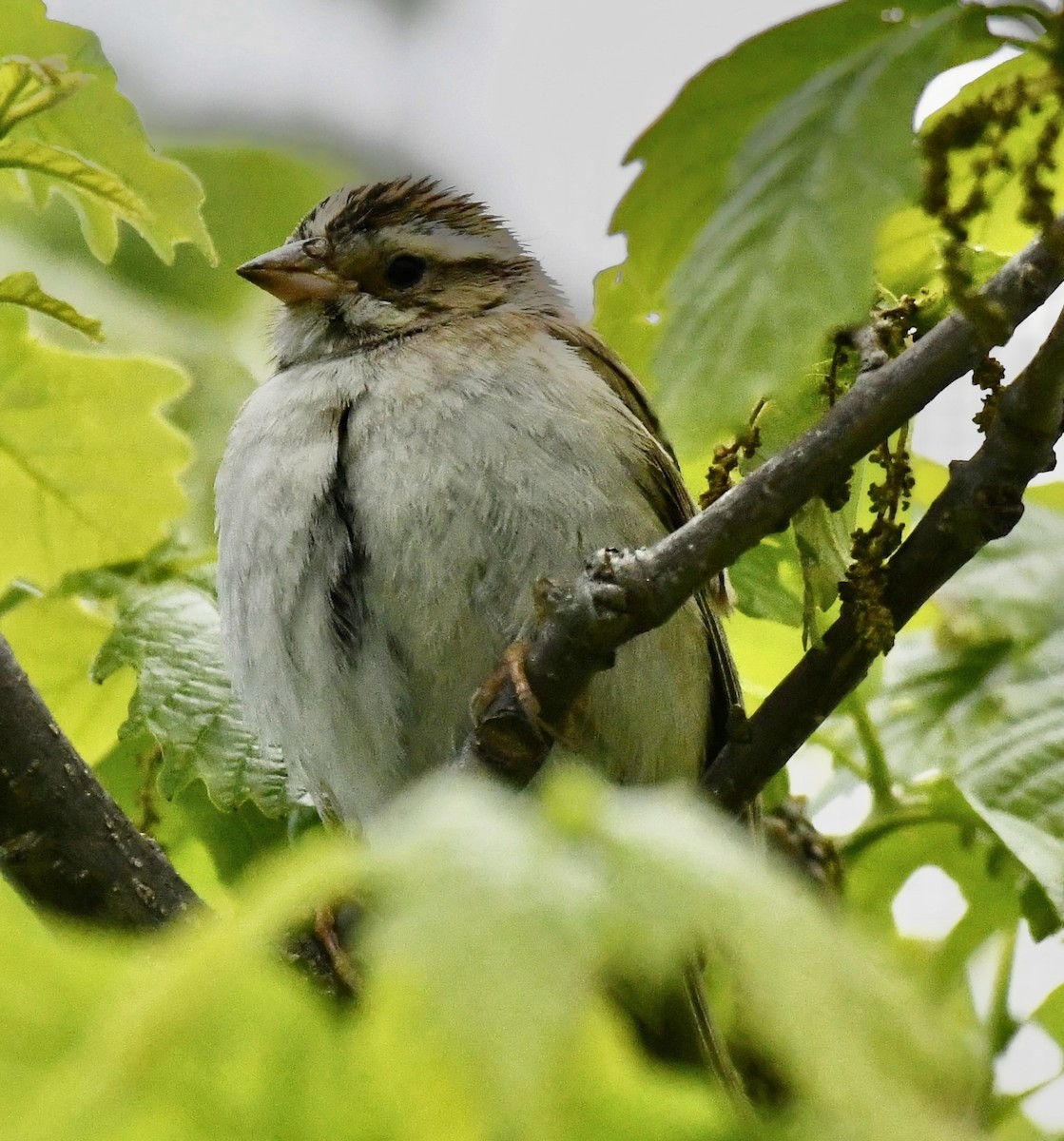 Clay-colored Sparrow - Suzanne Zuckerman