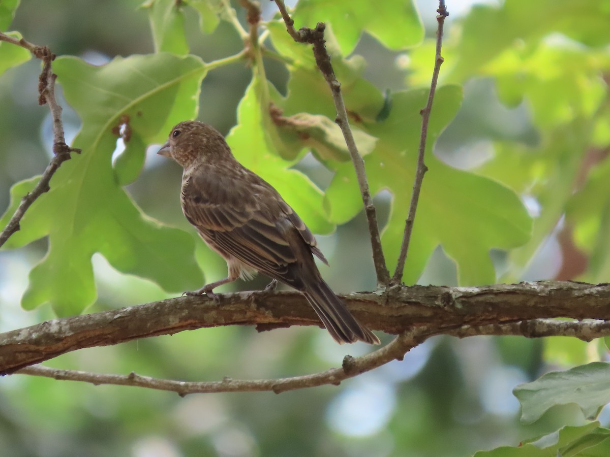 House Finch - Amanda Douglas