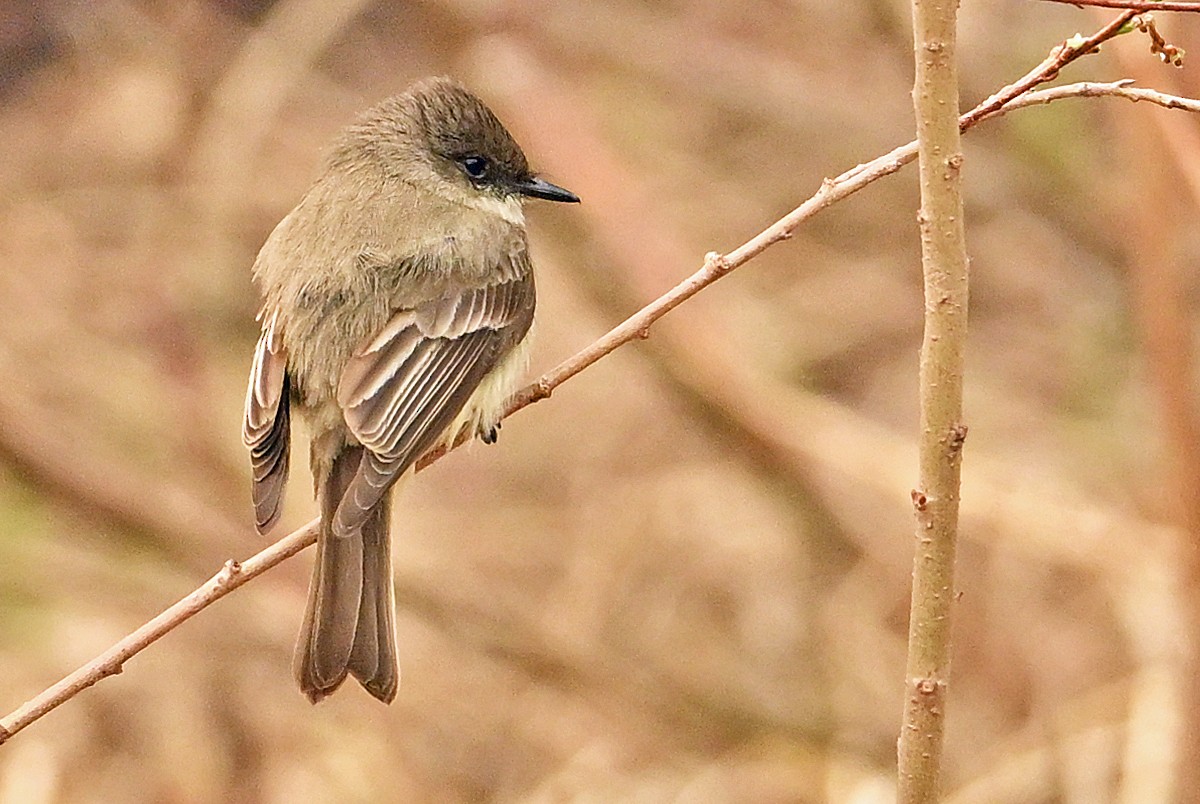 Eastern Phoebe - Wayne Oakes