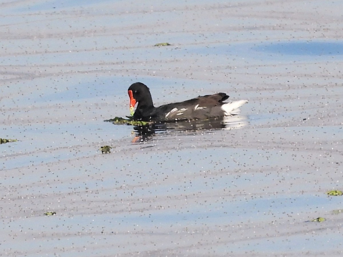 moorhen/coot/gallinule sp. - Aldo Cruz