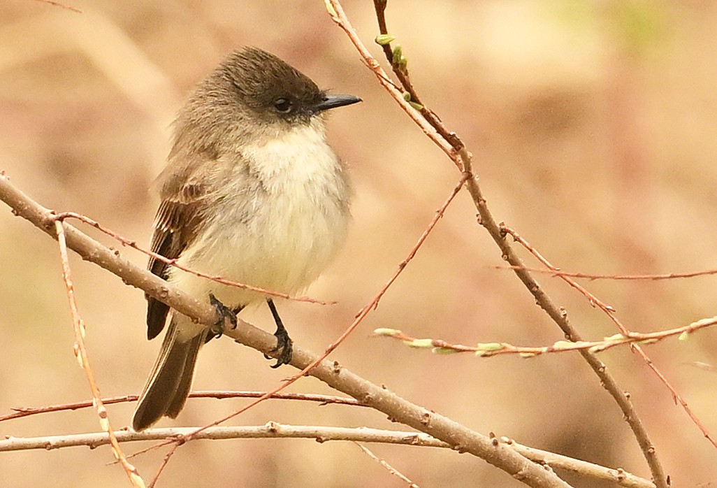 Eastern Phoebe - Wayne Oakes