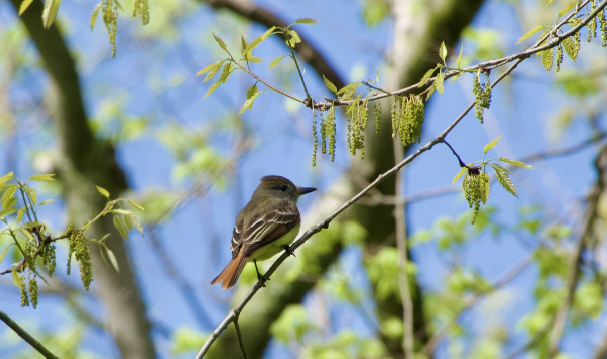 Great Crested Flycatcher - Jerry Horak