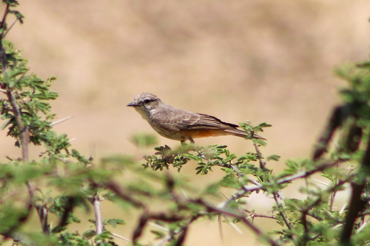 Vermilion Flycatcher - Sarahí Maskafé