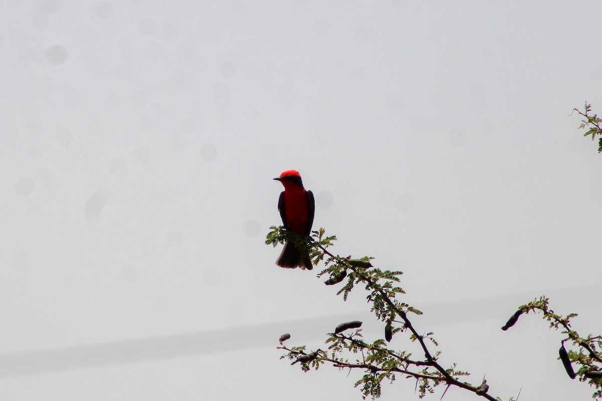 Vermilion Flycatcher - Sarahí Maskafé