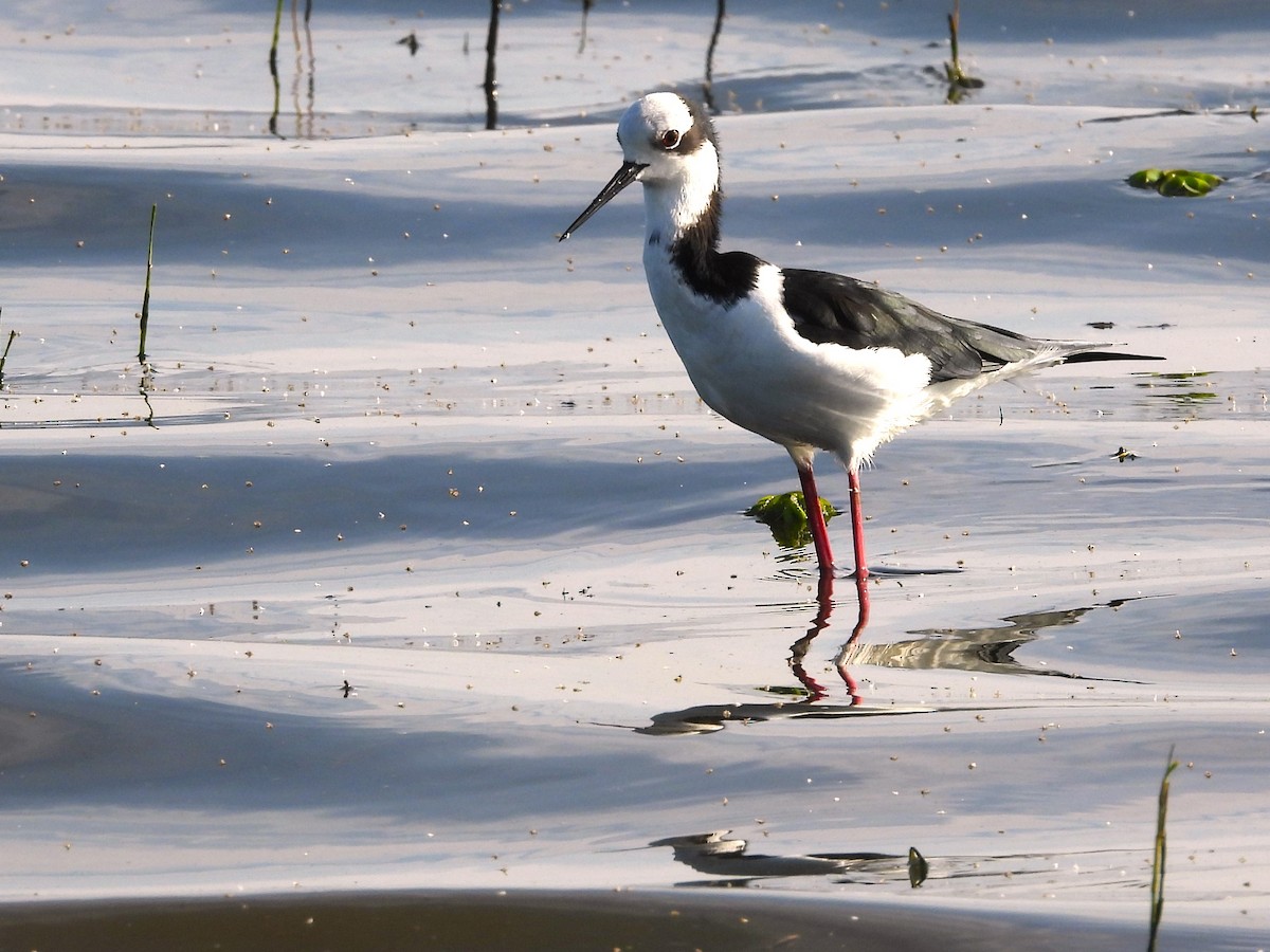 Black-necked Stilt - Aldo Cruz