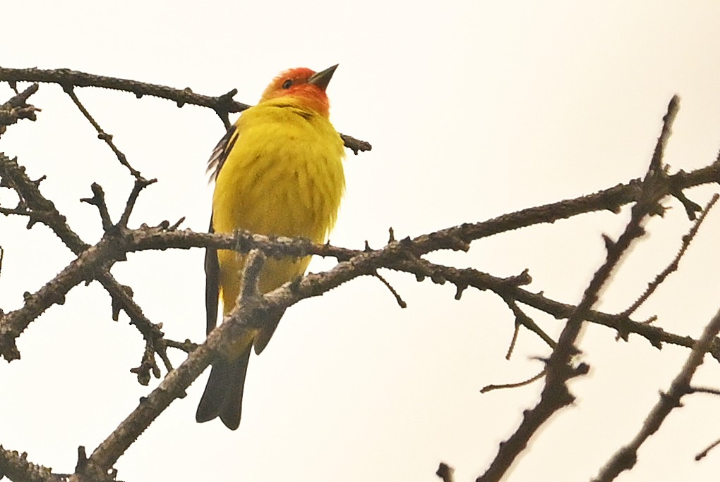 Western Tanager - Wayne Oakes