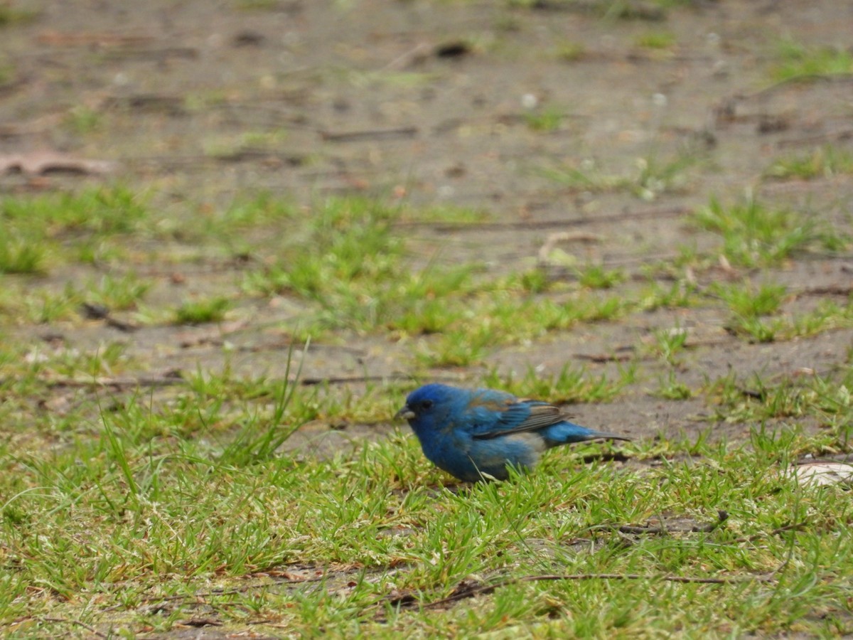 Indigo Bunting - Pauline DesRosiers 🦉