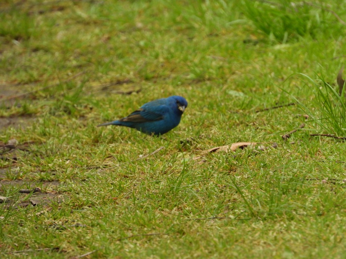 Indigo Bunting - Pauline DesRosiers 🦉