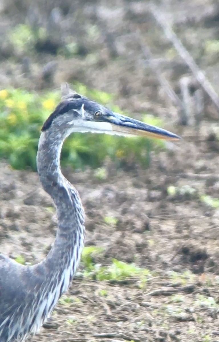 Great Blue Heron - Soule Mary