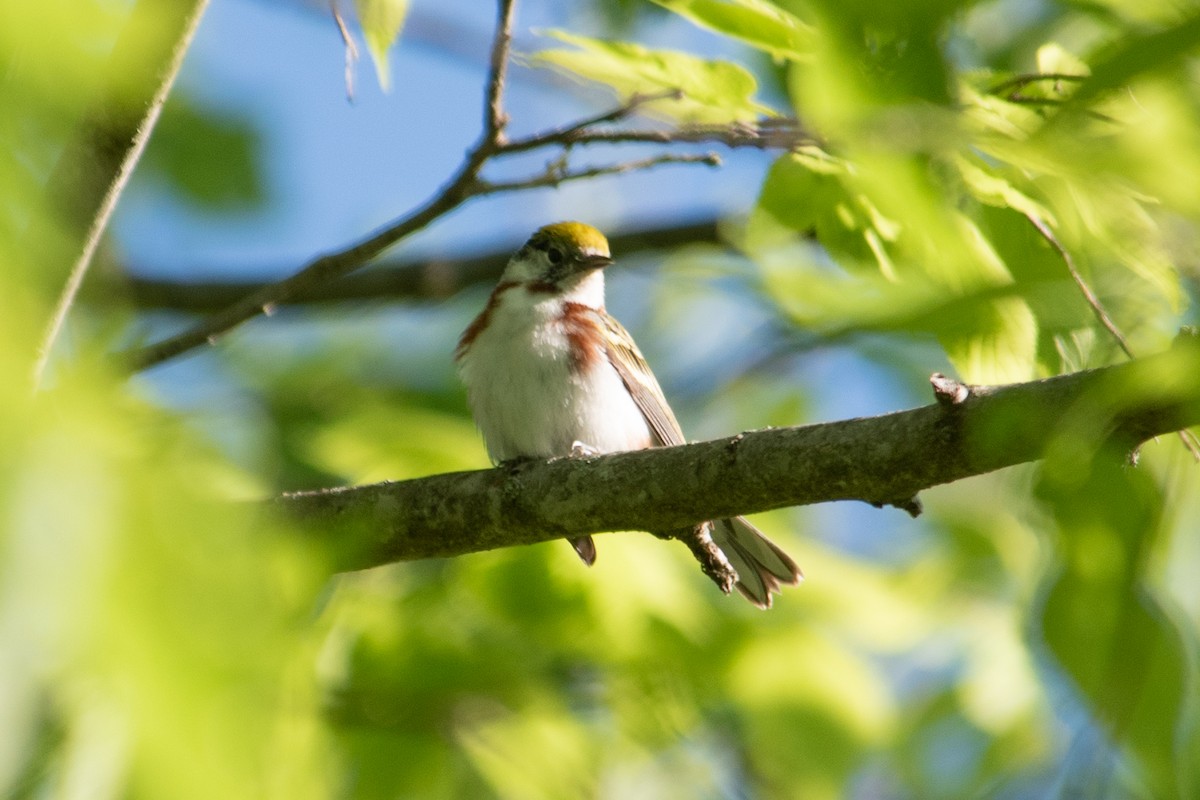 Chestnut-sided Warbler - Yixiao Liu