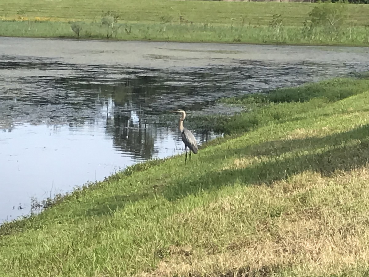 Great Blue Heron - Joanne "JoJo" Bradbury