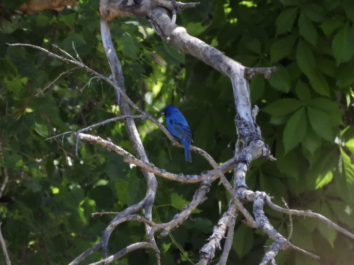 Indigo Bunting - Leann Henderson