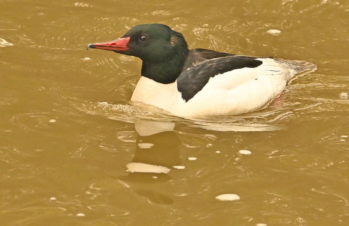 Common Merganser - Wayne Oakes