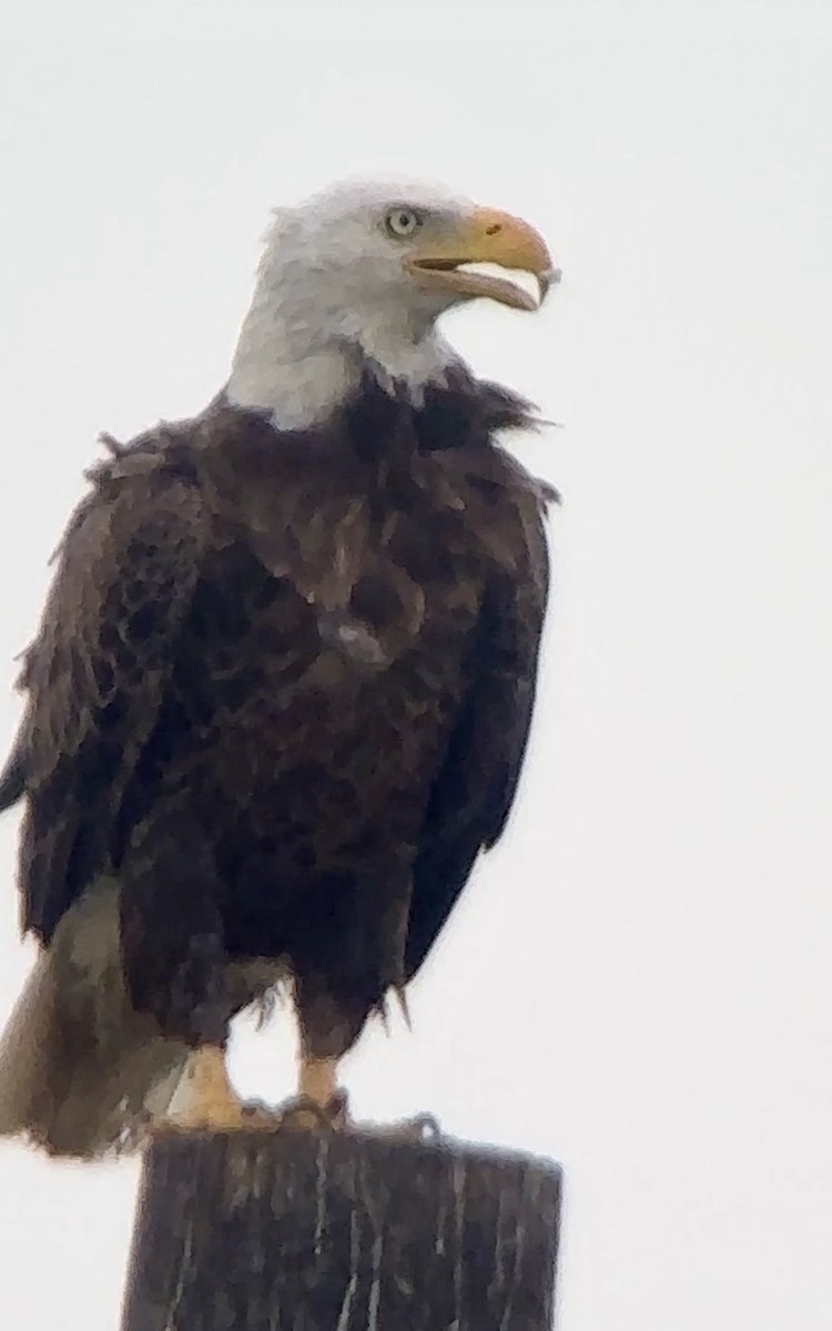 Bald Eagle - Soule Mary