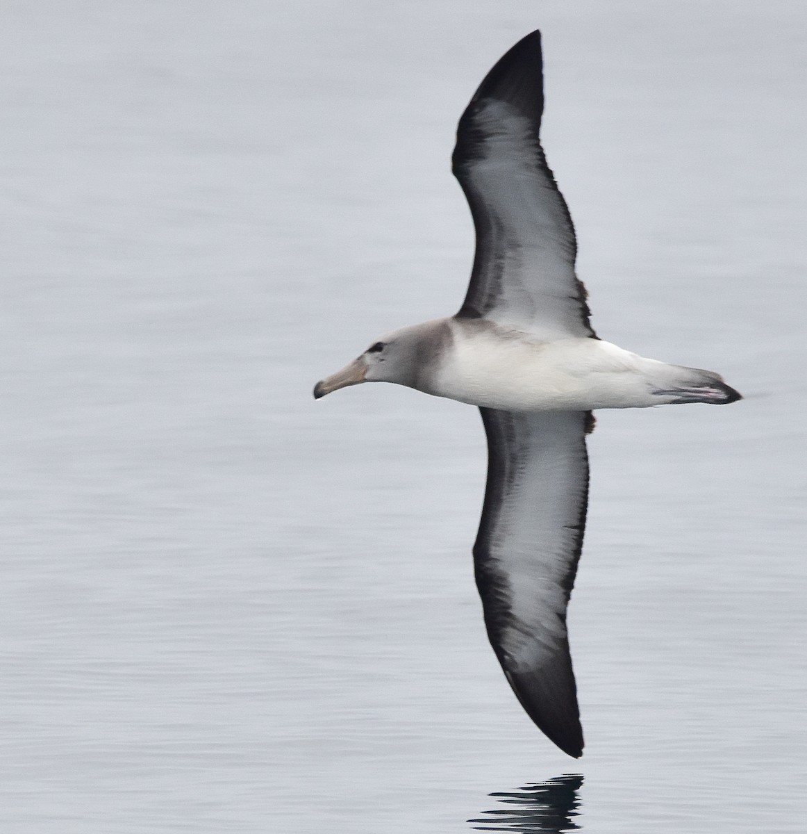 Salvin's Albatross - ML618858751