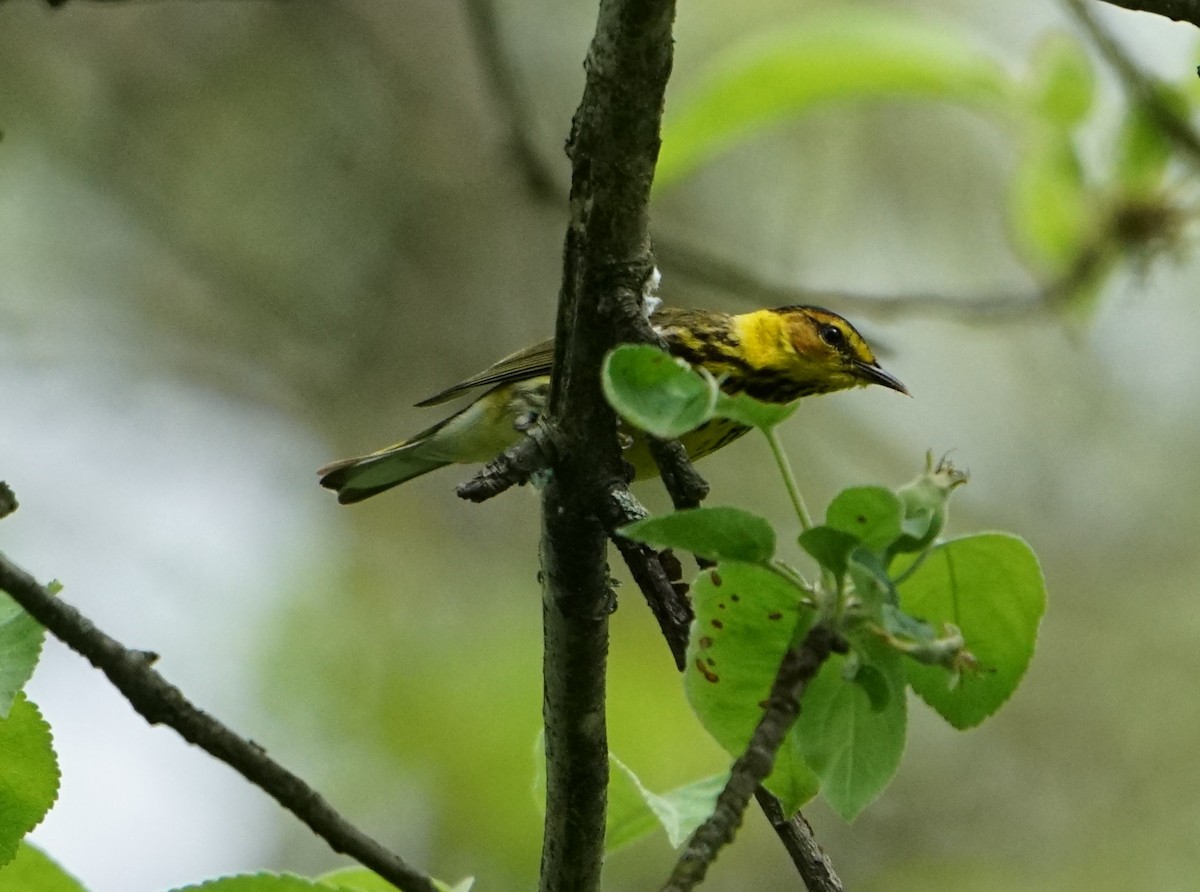 Cape May Warbler - Scott Singer