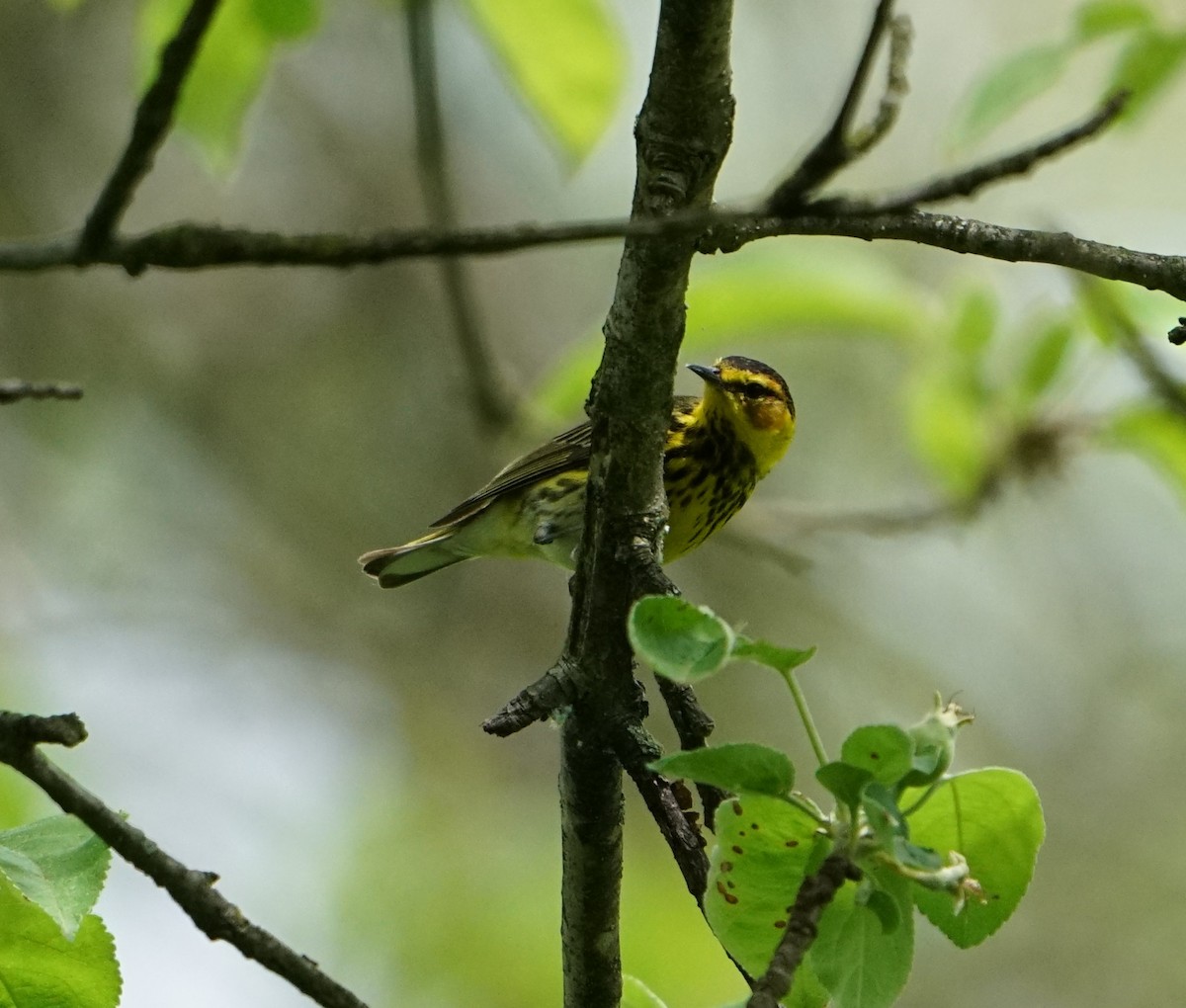 Cape May Warbler - Scott Singer