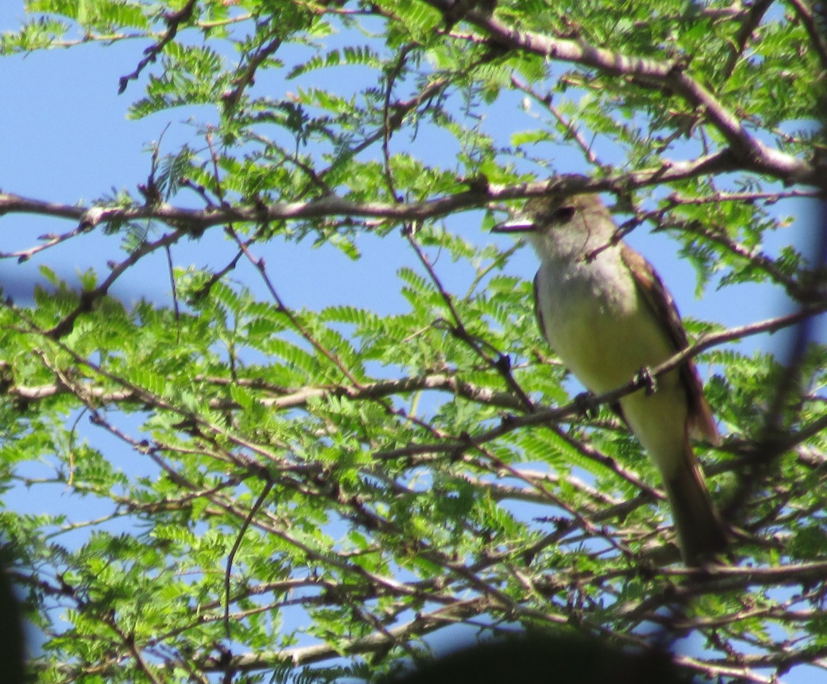 Brown-crested Flycatcher - ML618858757