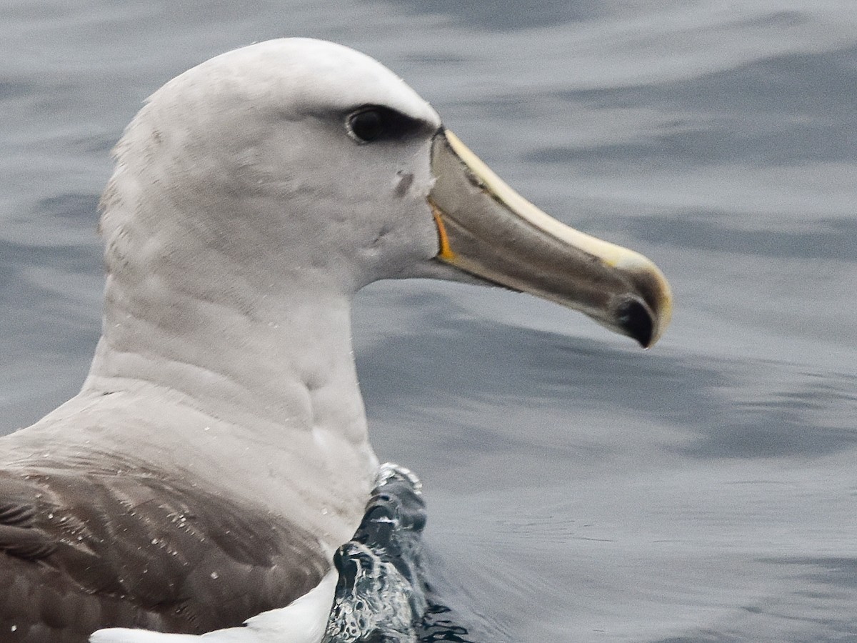 Salvin's Albatross - Gabriel Pulgar Guardiola