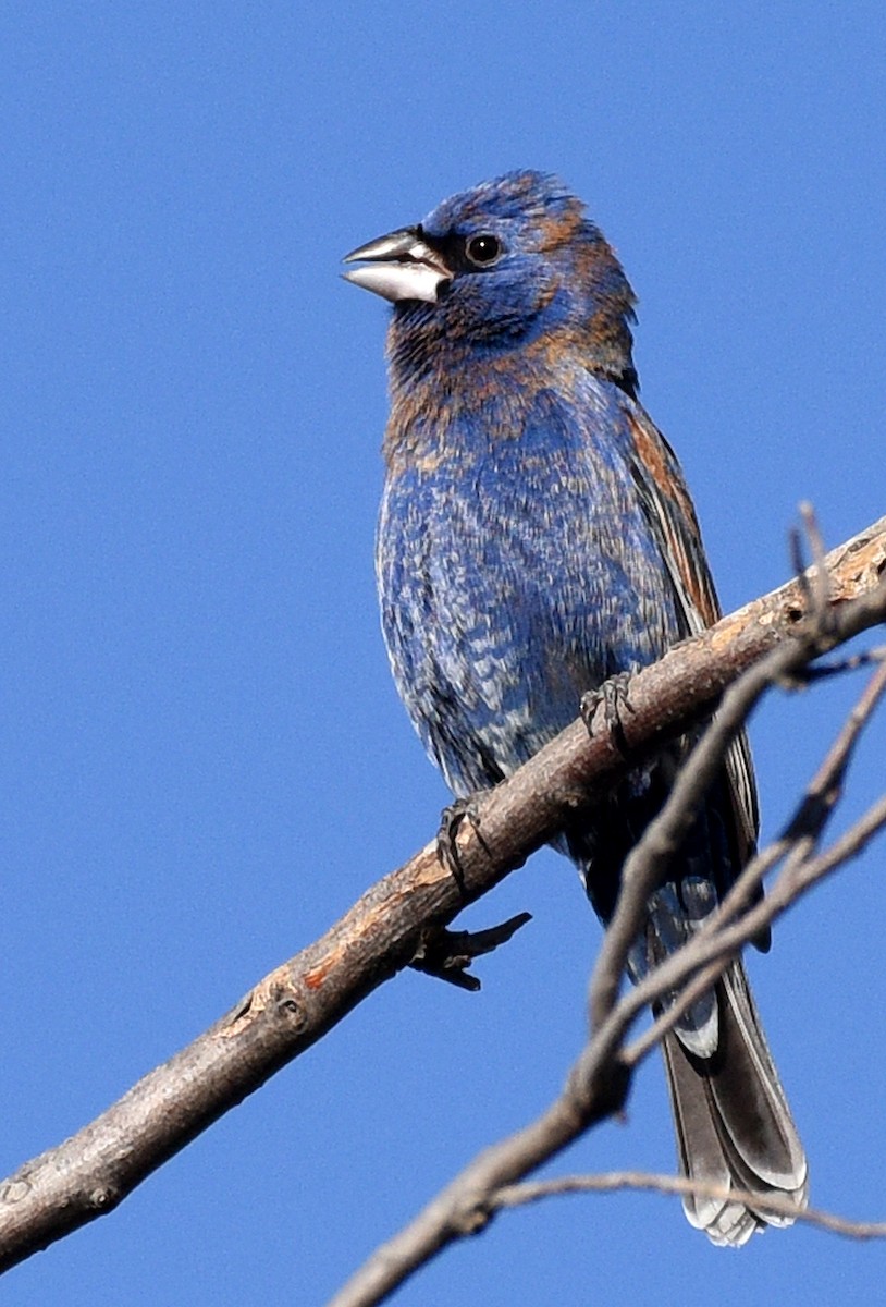 Blue Grosbeak - Steven Mlodinow