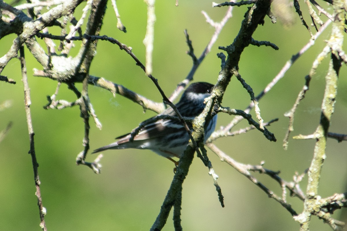 Blackpoll Warbler - Yixiao Liu