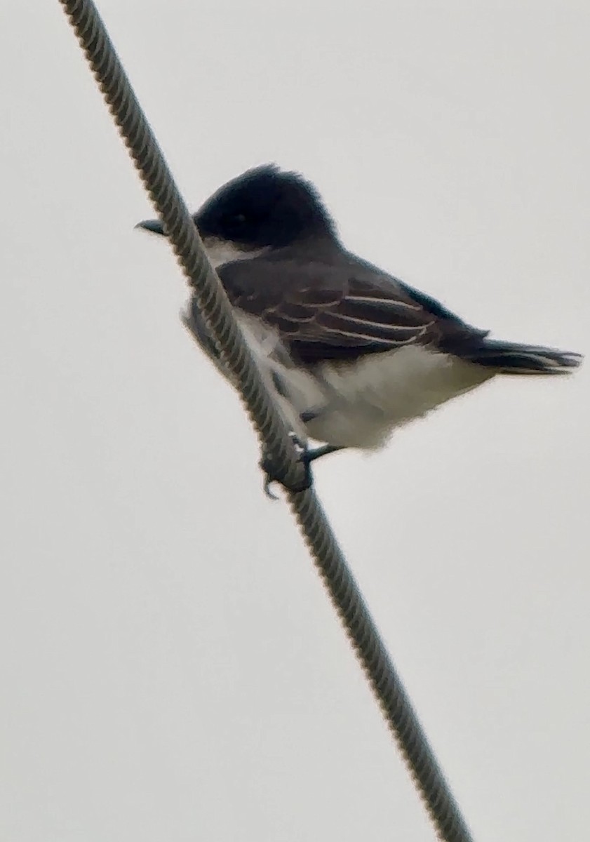 Eastern Kingbird - Soule Mary