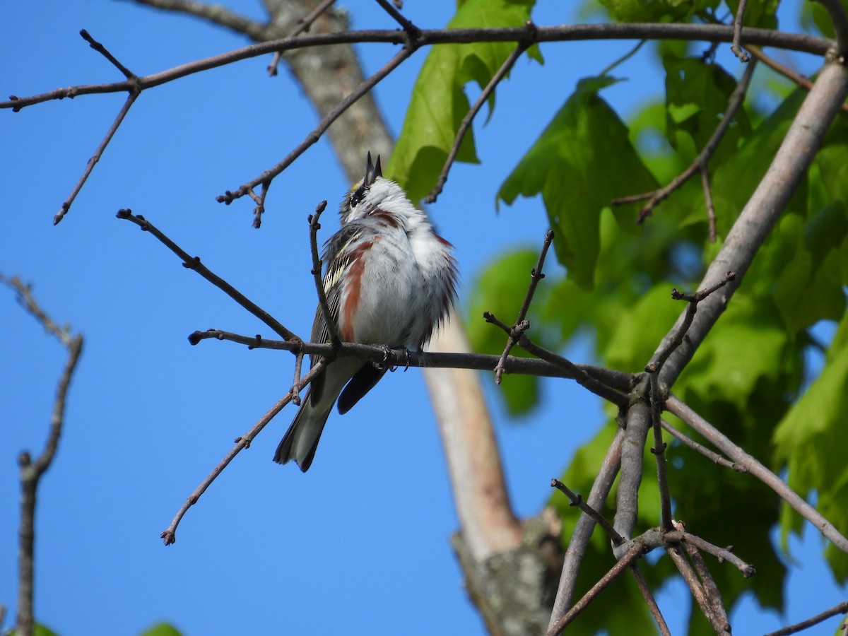 Chestnut-sided Warbler - Brady Walker