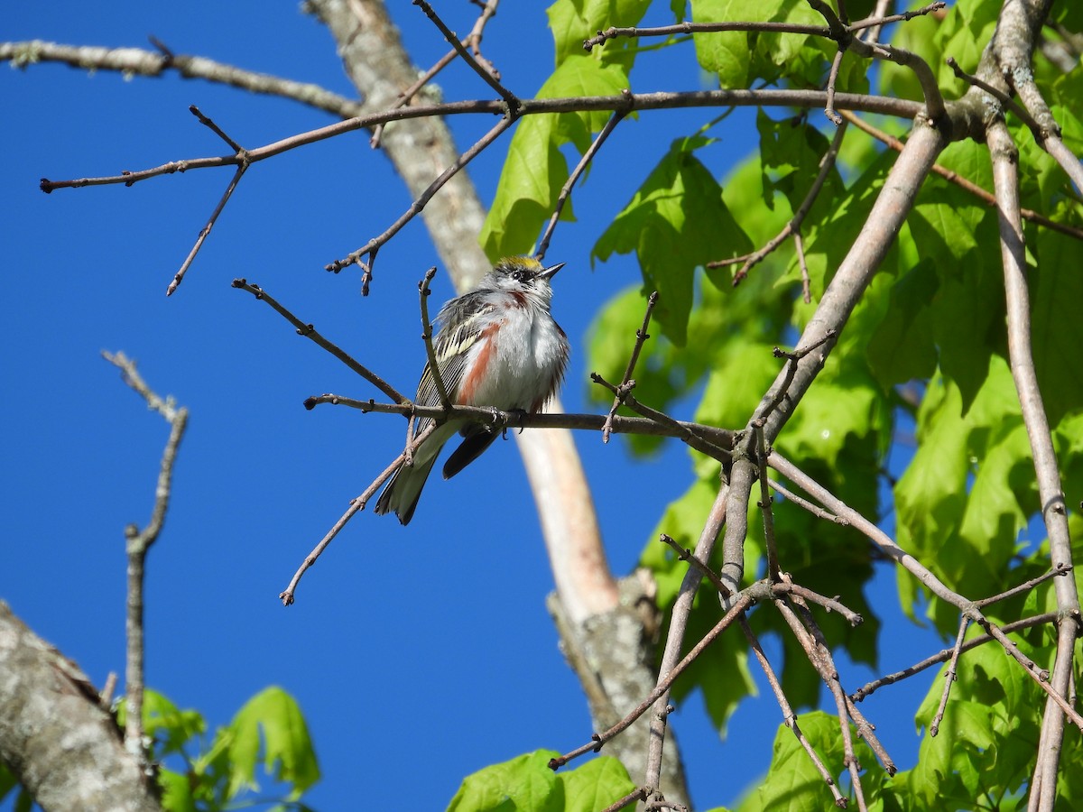 Chestnut-sided Warbler - Brady Walker