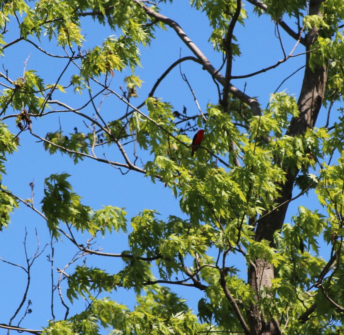 Scarlet Tanager - Wendy Smith