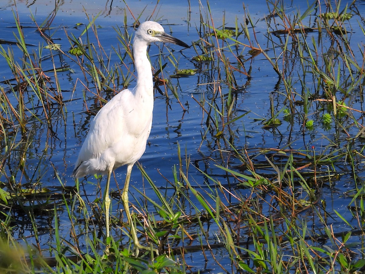 Western Cattle Egret - Aldo Cruz