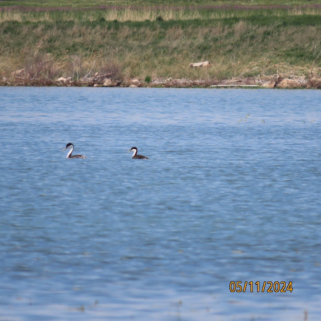 Western Grebe - Anonymous