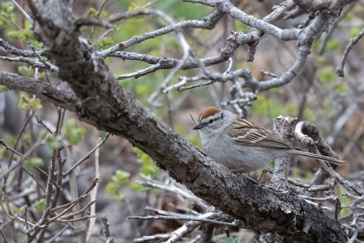 Chipping Sparrow - ML618858799