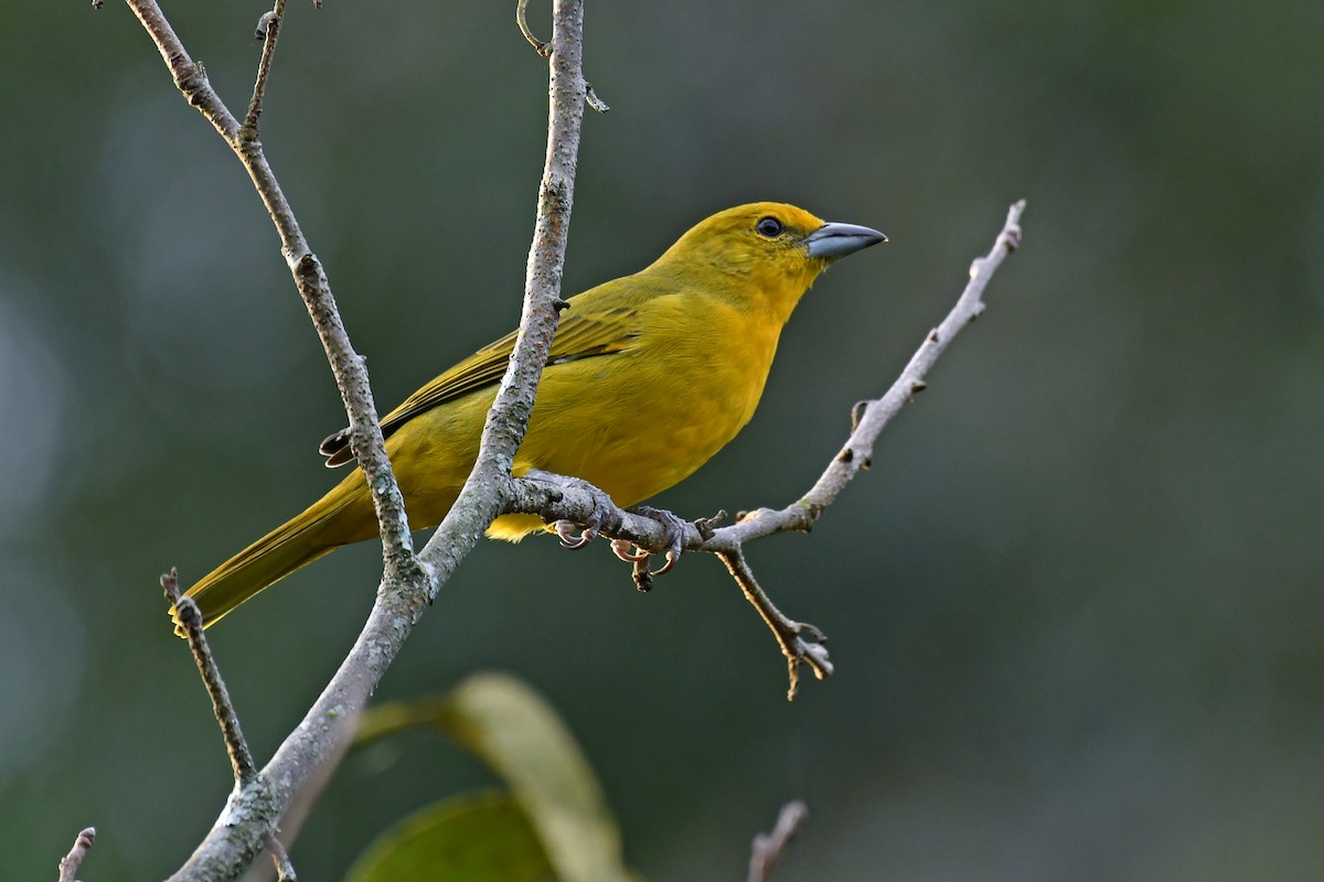 Hepatic Tanager (Lowland) - ML618858801