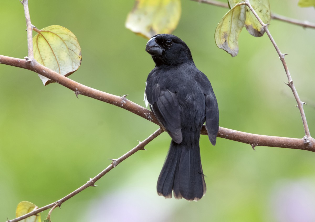 Grand Cayman Bullfinch - Denny Swaby