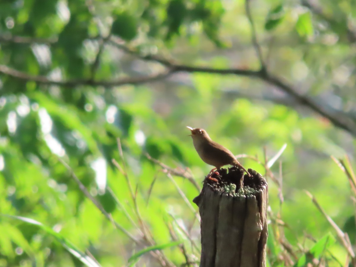 House Wren - Miguel A. Rodriguez