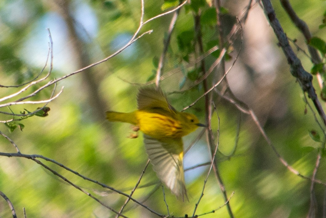 Yellow Warbler - Yixiao Liu