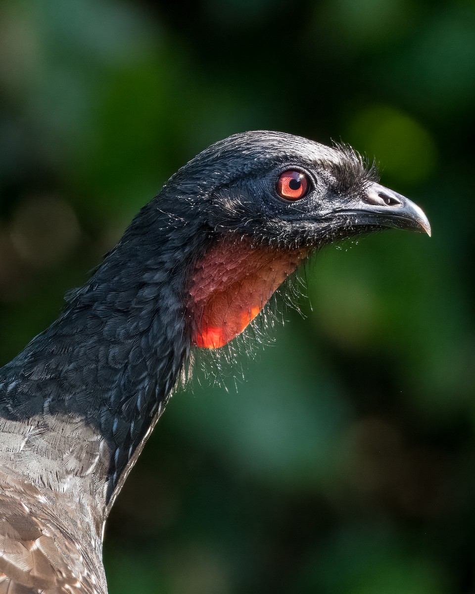 Dusky-legged Guan - ML618858813